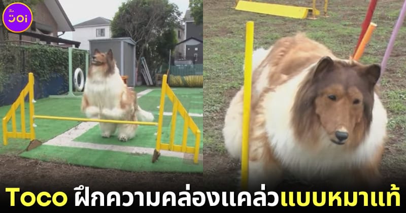 toco ฝึกความคล่องแคล่วแบบหมาแท้