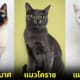 ปก 5 แมวมงคลสัญชาติไทยที่คนนิยมเลี้ยงไว้เรียกทรัพย์