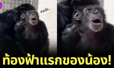 ปก Vanilla ลิงชิมแปนซีเห็นท้องฟ้าครั้งแรก