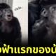 ปก Vanilla ลิงชิมแปนซีเห็นท้องฟ้าครั้งแรก