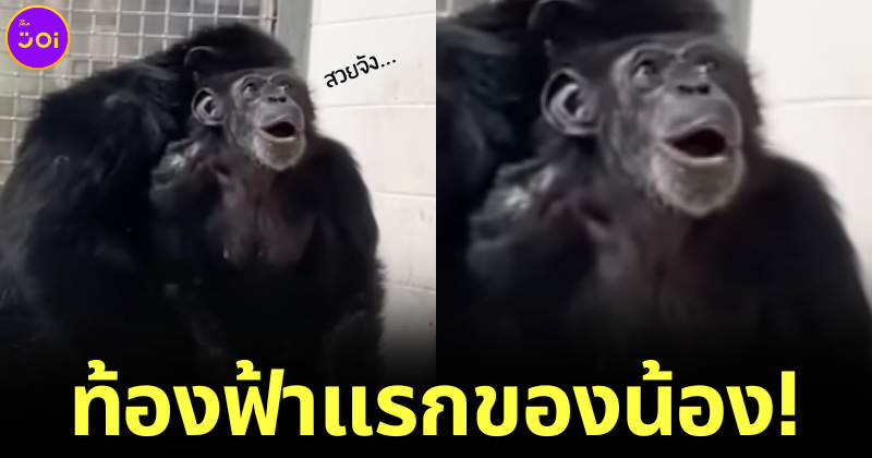 ปก Vanilla ลิงชิมแปนซีเห็นท้องฟ้าครั้งแรก