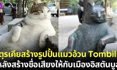 ปก ตุรเคียสร้างรูปปั้นแมวอ้วนนั่งชิลล์ Tombili