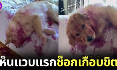 ปก น้องหมาแกล้งตายนอนจมกองเลือด แก้วมังกร