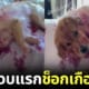 ปก น้องหมาแกล้งตายนอนจมกองเลือด แก้วมังกร