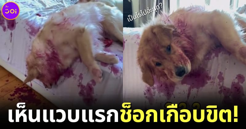 ปก น้องหมาแกล้งตายนอนจมกองเลือด แก้วมังกร