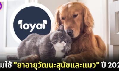 ปก ยาอายุวัฒนะสัตว์เลี้ยง สุนัขแมว
