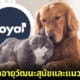 ปก ยาอายุวัฒนะสัตว์เลี้ยง สุนัขแมว