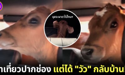 ปก สาวไทยแชร์คลิปมาเที่ยวปากช่อง แต่ได้วัวกลับบ้าน