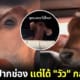 ปก สาวไทยแชร์คลิปมาเที่ยวปากช่อง แต่ได้วัวกลับบ้าน