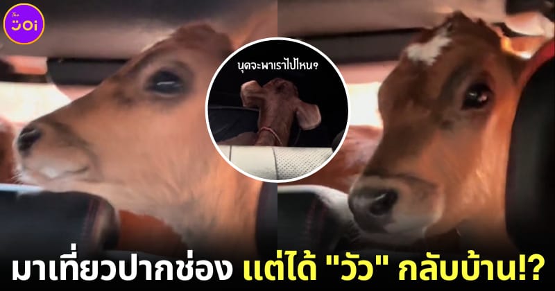 ปก สาวไทยแชร์คลิปมาเที่ยวปากช่อง แต่ได้วัวกลับบ้าน