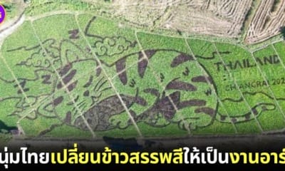 ปก หนุ่มไทยปลูกข้าวสรรพสีเป็นรูปแมว