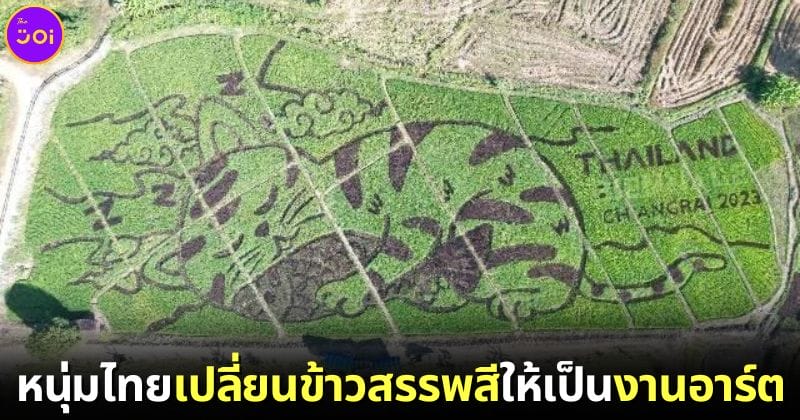 ปก หนุ่มไทยปลูกข้าวสรรพสีเป็นรูปแมว