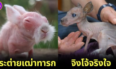 ปก เมื่อสัตว์ไม่มีขน