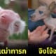ปก เมื่อสัตว์ไม่มีขน
