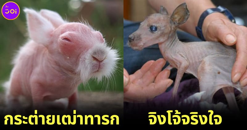 ปก เมื่อสัตว์ไม่มีขน