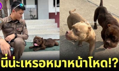 _ลูกสุนัขพิตบูล 2 ตัวถูกทิ้ง นนทบุรี
