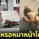_ลูกสุนัขพิตบูล 2 ตัวถูกทิ้ง นนทบุรี