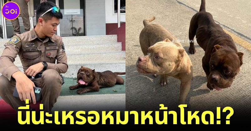 _ลูกสุนัขพิตบูล 2 ตัวถูกทิ้ง นนทบุรี