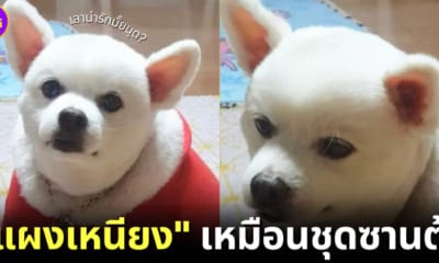 สุนัขสวมผ้าพันคอสีแดงที่แท้คือแผงเหนียง