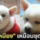 สุนัขสวมผ้าพันคอสีแดงที่แท้คือแผงเหนียง