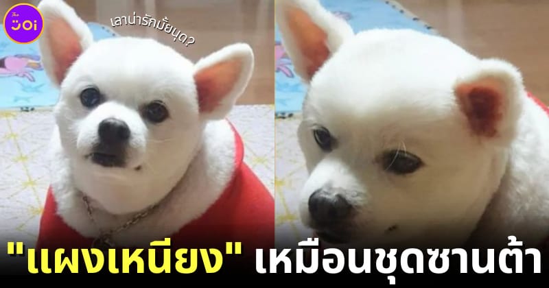 สุนัขสวมผ้าพันคอสีแดงที่แท้คือแผงเหนียง