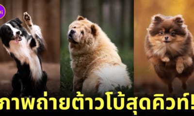 ภาพถ่าย Portrait น้องหมา ช่างภาพ Omica Meinen