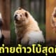 ภาพถ่าย Portrait น้องหมา ช่างภาพ Omica Meinen