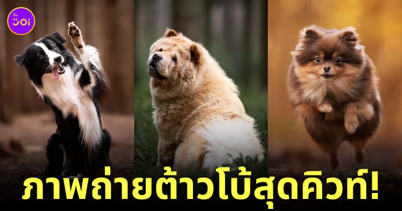 ภาพถ่าย Portrait น้องหมา ช่างภาพ Omica Meinen