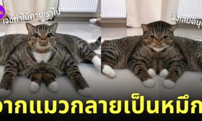 แมวนั่งริมกระจก กลายร่าง