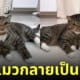 แมวนั่งริมกระจก กลายร่าง