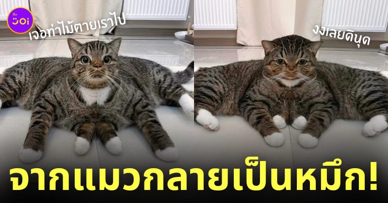 แมวนั่งริมกระจก กลายร่าง