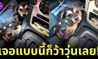 หมาอ้อนเจ้าของ หาบ้านใหม่