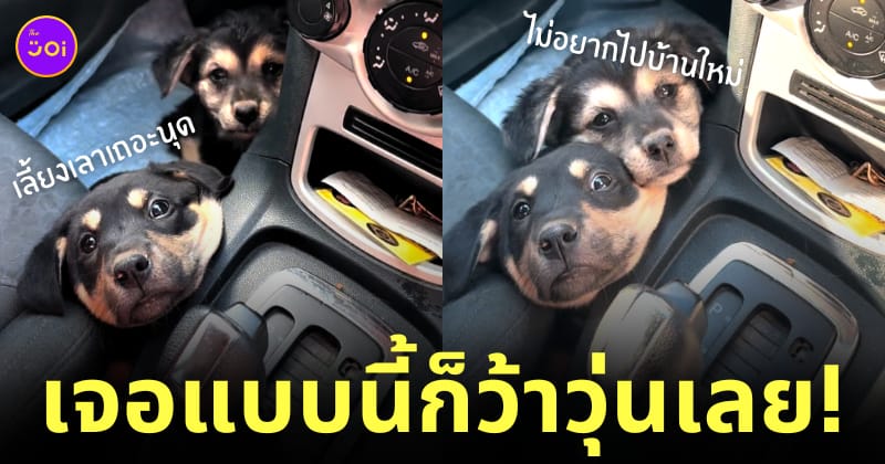 หมาอ้อนเจ้าของ หาบ้านใหม่