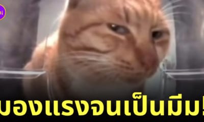 mr. fresh มีมแมวส้มมองแรง