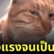 mr. fresh มีมแมวส้มมองแรง