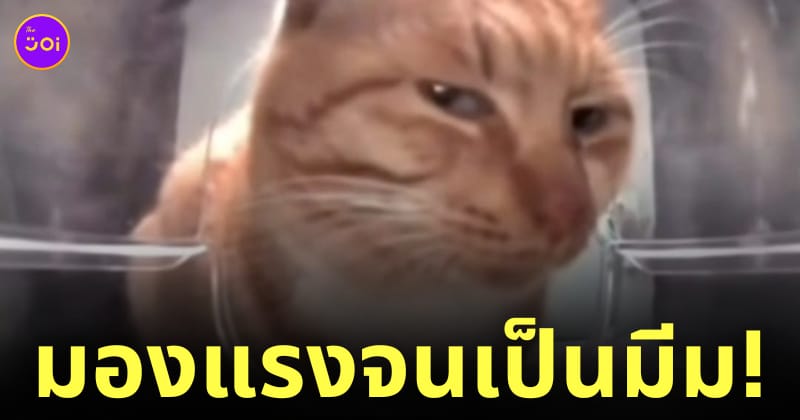 mr. fresh มีมแมวส้มมองแรง