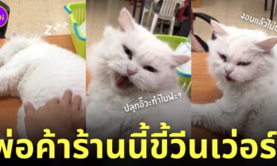 แมว ซื้อน้ำแข็งแห้ง