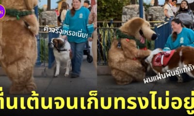 หมานำทางเจอมาสคอตตัวการ์ตูนที่ชอบ