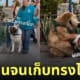 หมานำทางเจอมาสคอตตัวการ์ตูนที่ชอบ