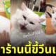 แมว ซื้อน้ำแข็งแห้ง