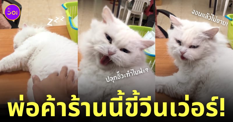 แมว ซื้อน้ำแข็งแห้ง