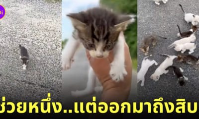 คลิปหนุ่มจอดรถช่วยแมวจร 13 ตัว