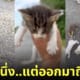 คลิปหนุ่มจอดรถช่วยแมวจร 13 ตัว