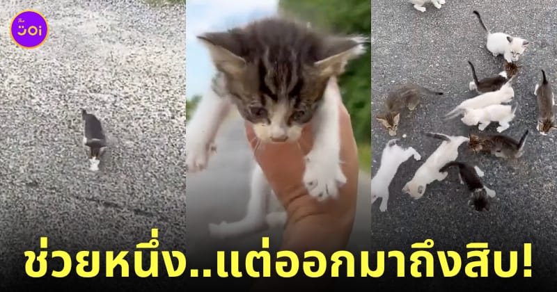 คลิปหนุ่มจอดรถช่วยแมวจร 13 ตัว