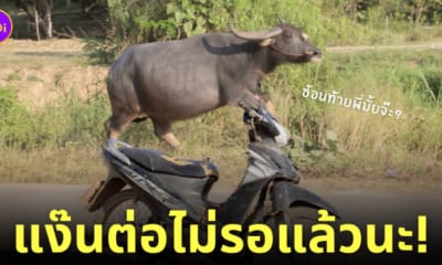 ภาพน้องควายขี่จักรยานยนต์ โรงเรียนจ่านกร้อง