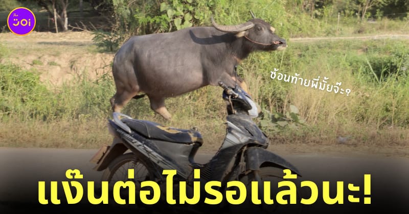 ภาพน้องควายขี่จักรยานยนต์ โรงเรียนจ่านกร้อง