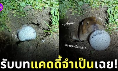 คลิปตีกอลฟ์ลงหลุมบีเวอร์