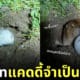 คลิปตีกอลฟ์ลงหลุมบีเวอร์