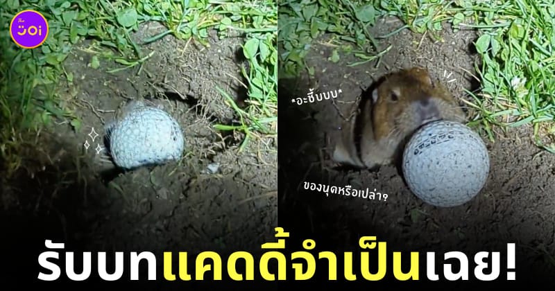 คลิปตีกอลฟ์ลงหลุมบีเวอร์