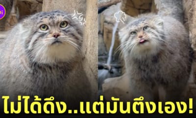 แมวพัลลัสญี่ปุ่น หน้าตึงพร้อมบวก